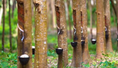 FILIERE HEVEA : le FIRCA réfléchit aux impacts sanitaires de l’utilisation du bois d’hévéa comme combustible