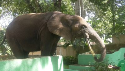 JOURNEE NATIONALE DE L&rsquo;ELEPHANT : l’emblème national au centre des préoccupations