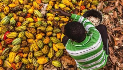 LUTTE CONTRE LETRAVAIL DES ENFANTS DANS LA FILIÈRE CACAO : Le projet s’achève, la mobilisation se poursuit